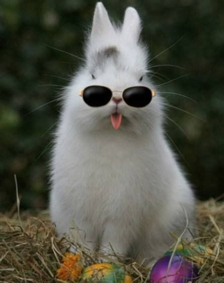 funny bunny photos|cute funny bunny pics.